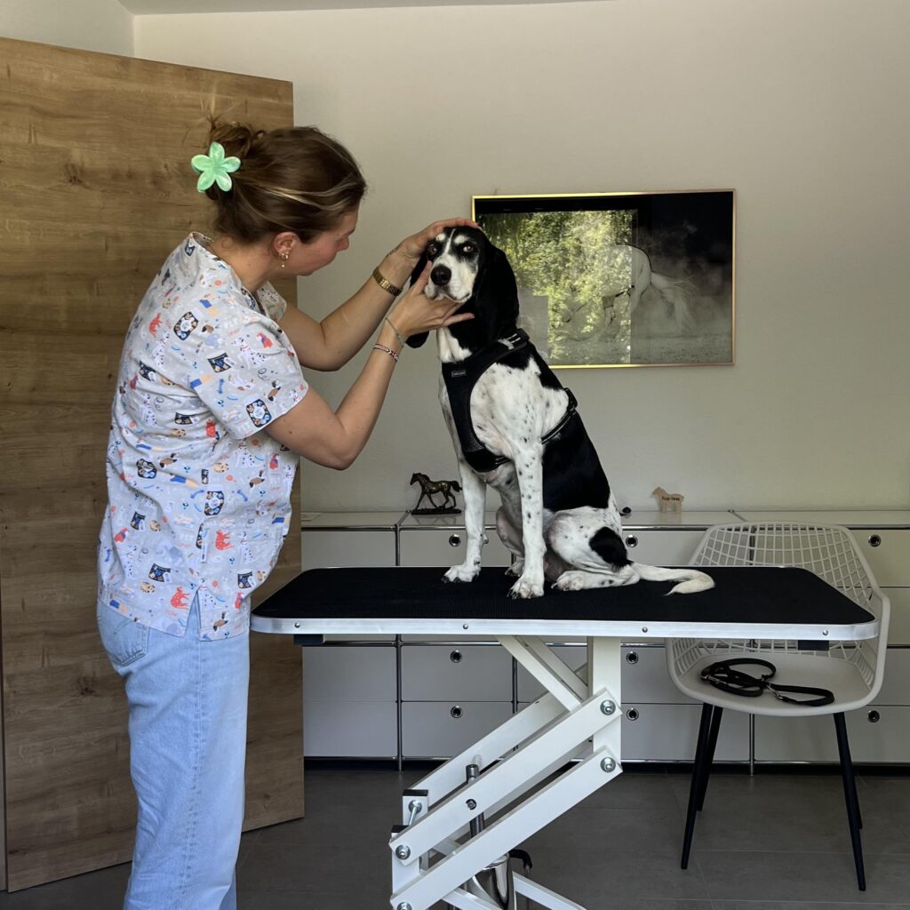 Tierhomöopathie Hund Baselland