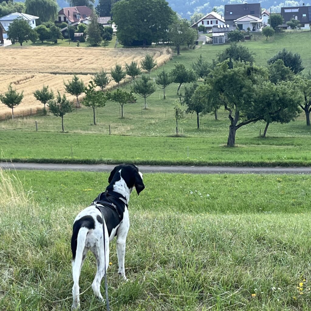 schwarz weisser Hund schaut auf Dorf