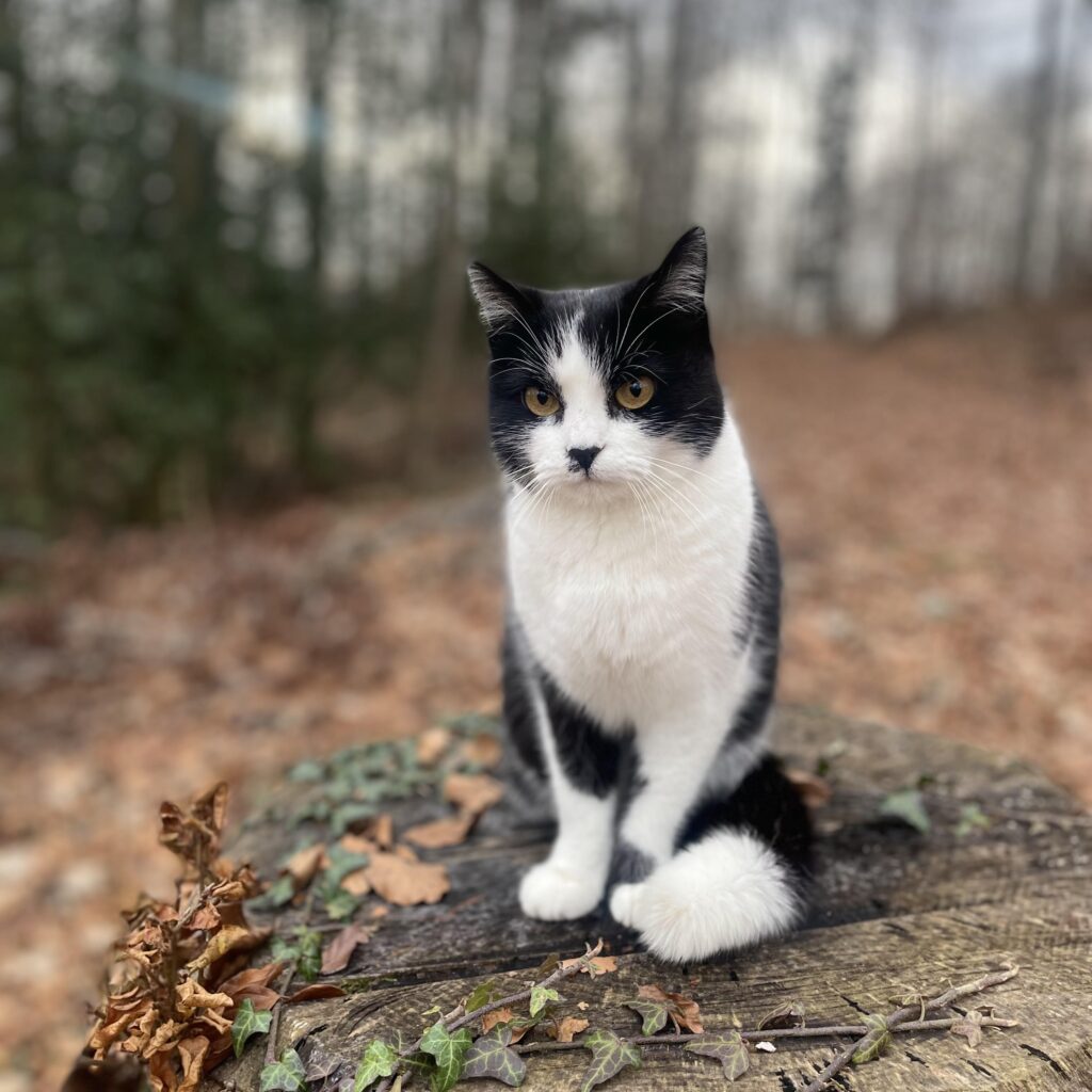 schwarz weisse Katze im Wald